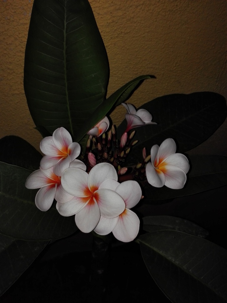 IMG_20180617_230151.thumb.jpg.79d9efe2f3