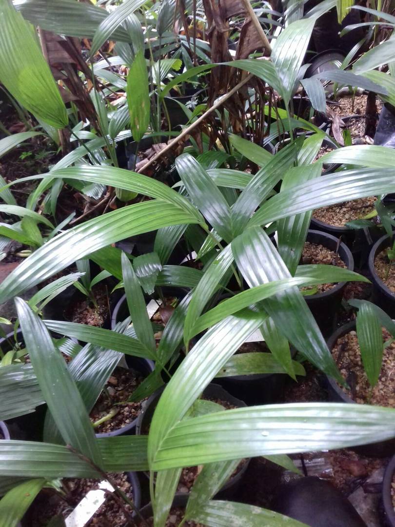 fist garden, seedlings