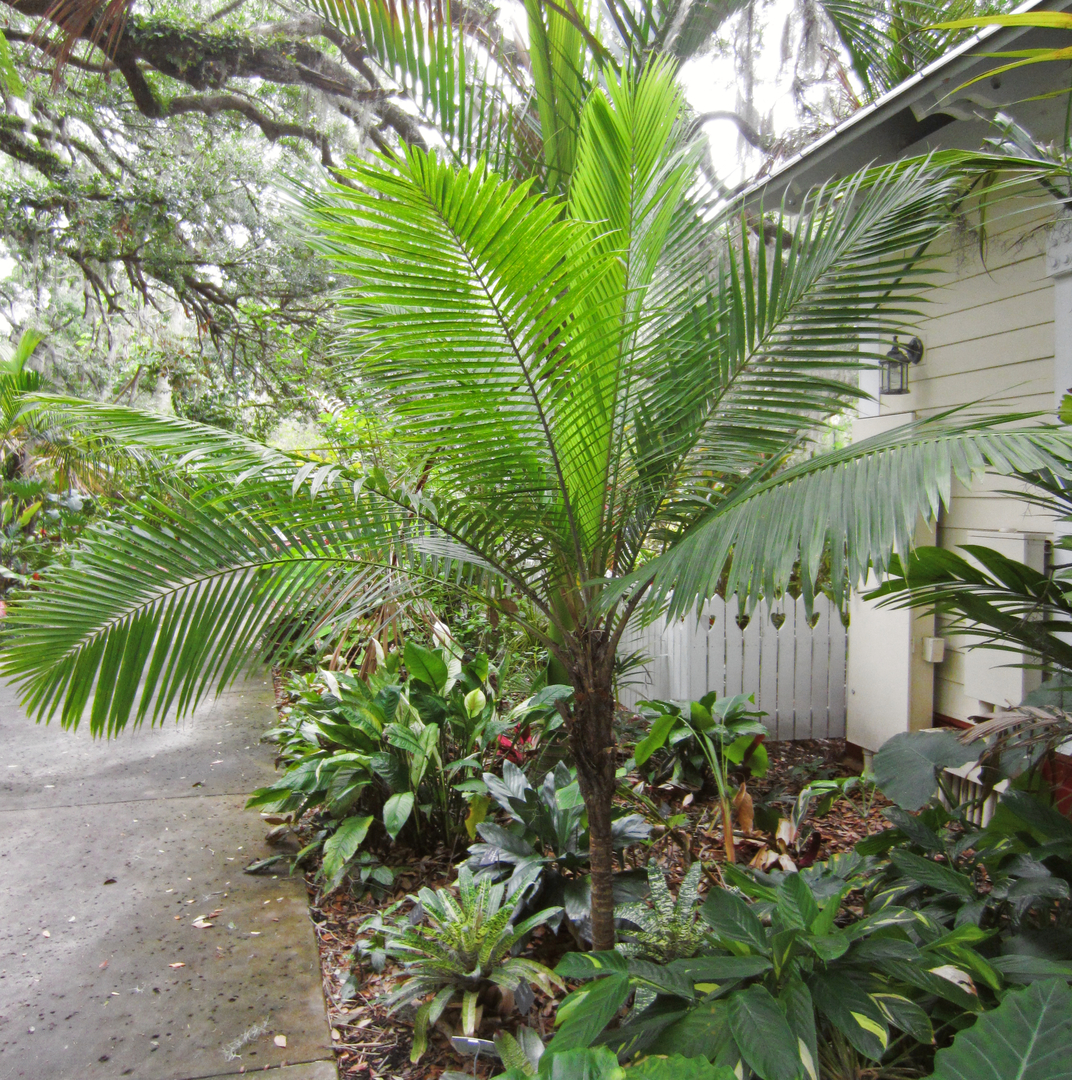 Ravenea hildebrandtii in Central Florida