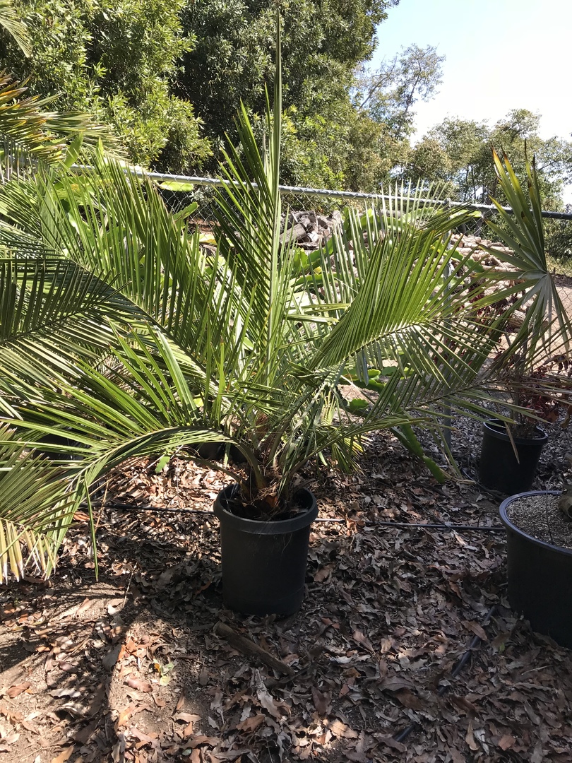Jubaea Chilensis Forsale! For Sale PalmTalk