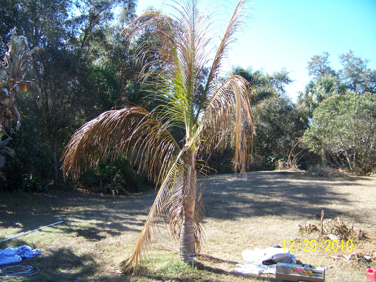 TEMPERATURE CONVERSION - DISCUSSING PALM TREES WORLDWIDE - PalmTalk