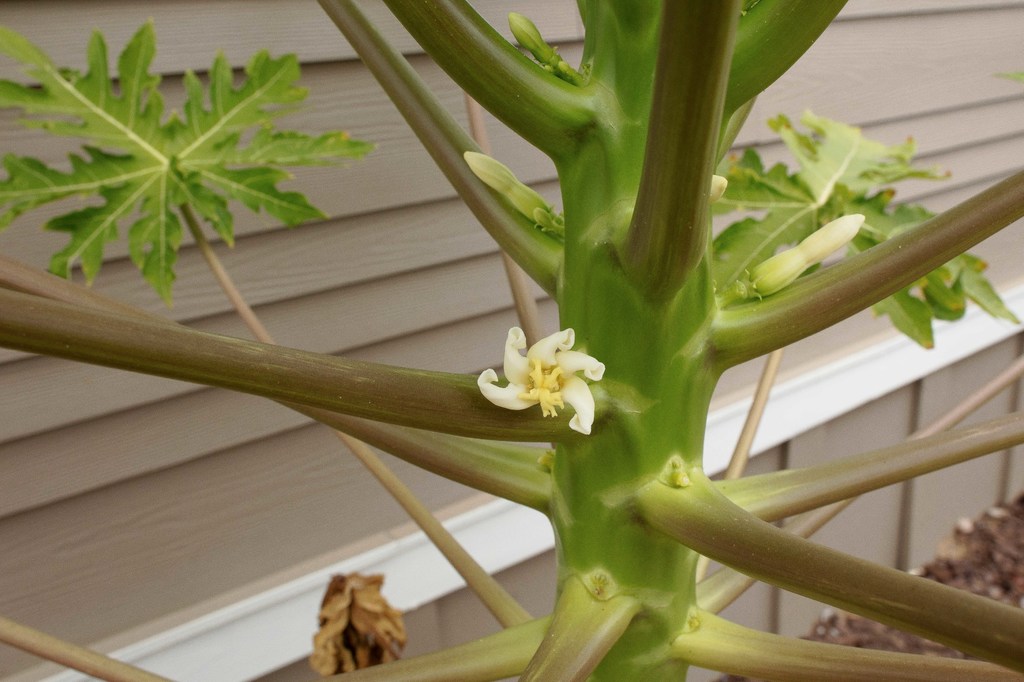 20160829-104A4161_papaya_flower.jpg