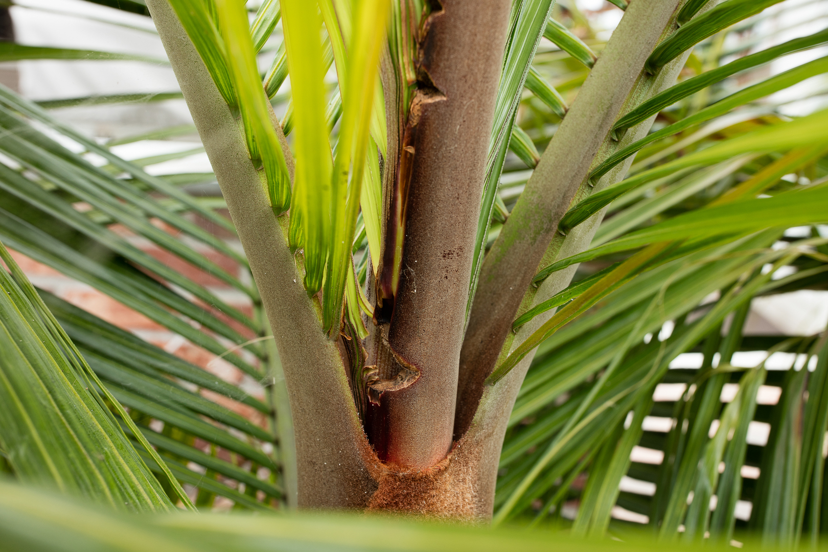 Someone was munching my Dypsis leptocheilos