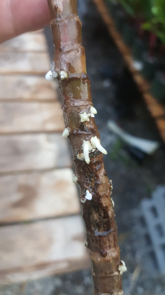 20180713_072518.jpg