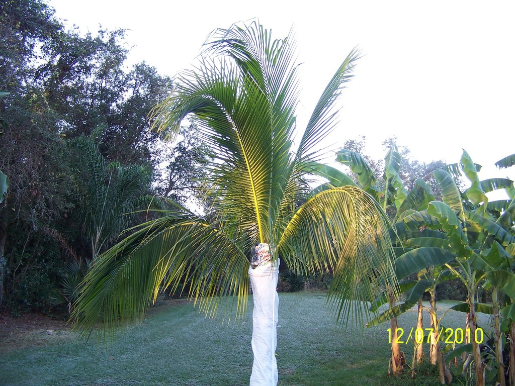 Coconut palm 12-07-10.jpg