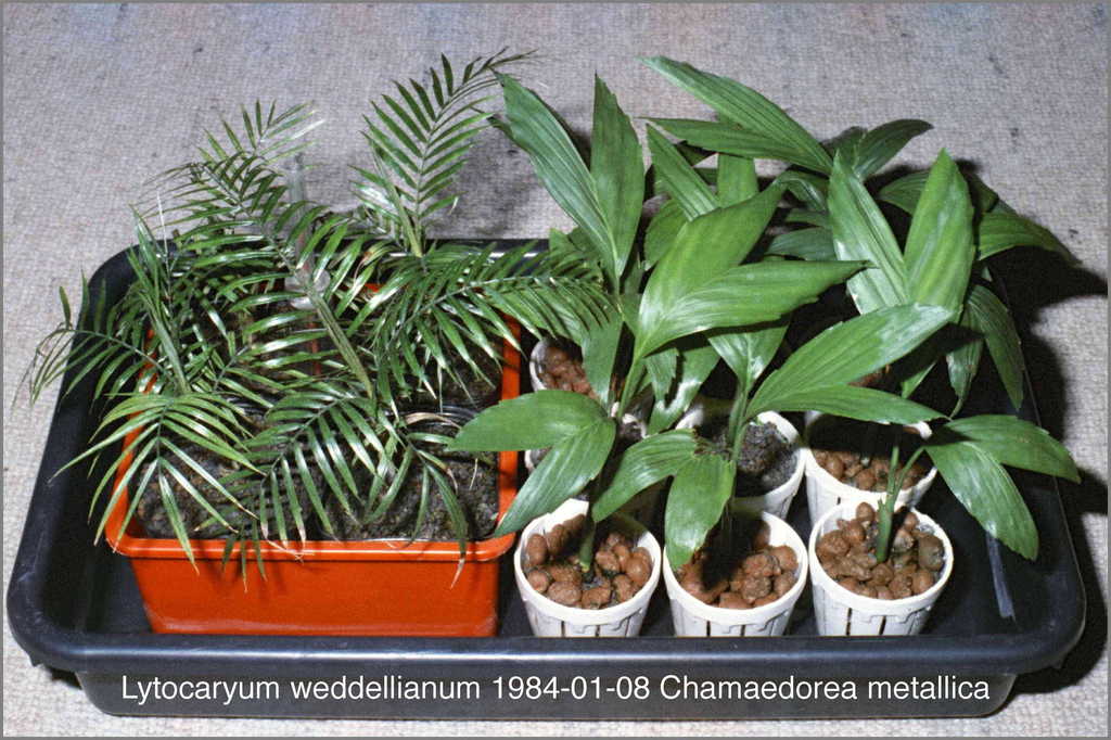 5b4244f9f1a82_Palmseedlings1984N01-0105.