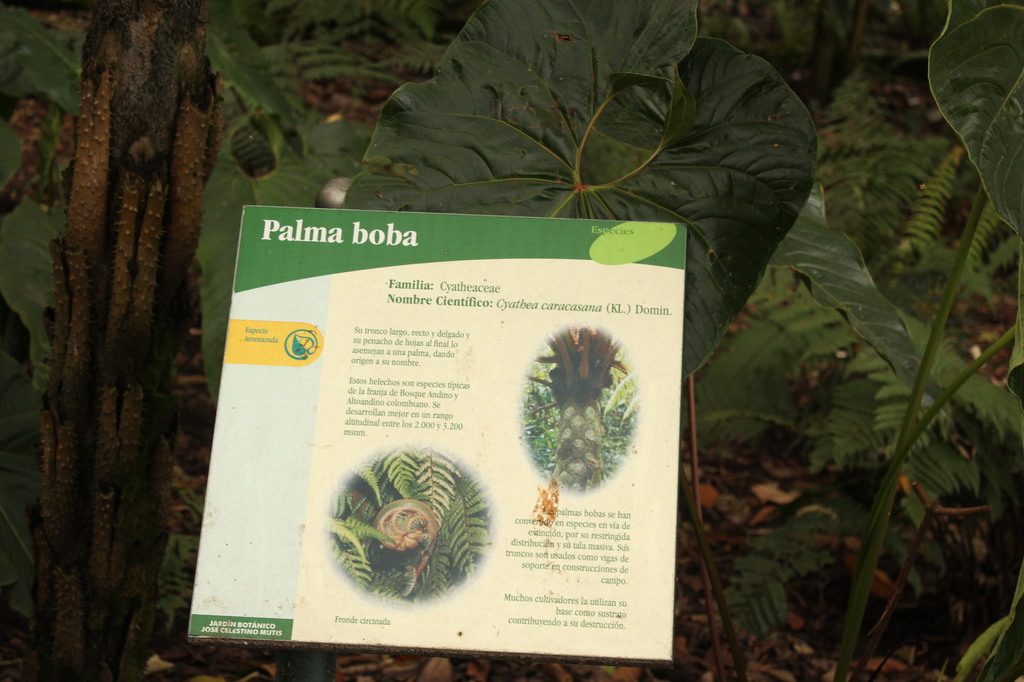 5b4329d579bce_Colmbia062.thumb.JPG.719d2