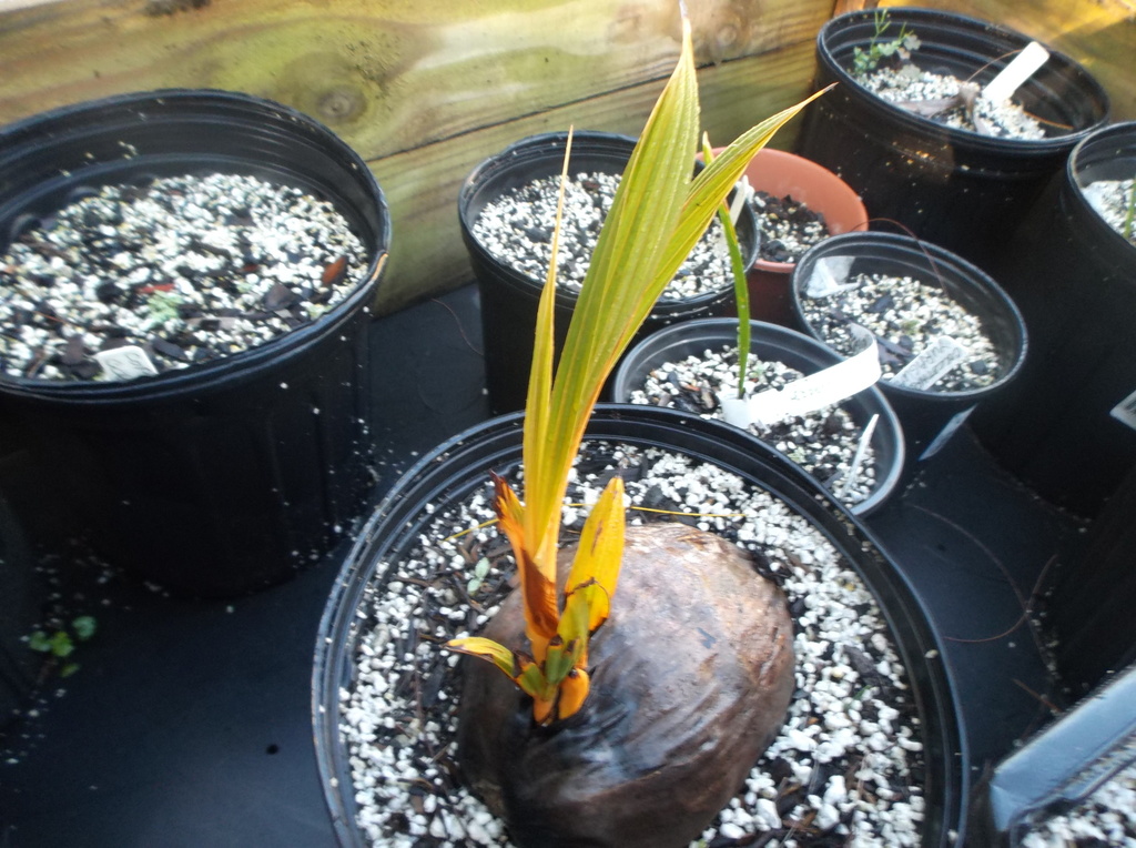 5b467e0963980_CocosnuciferaRedTahitiRang