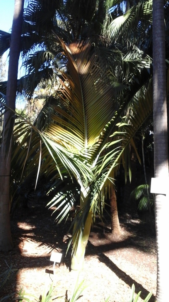 5b59aa4139946_Dypsisceraea(1).thumb.jpg.