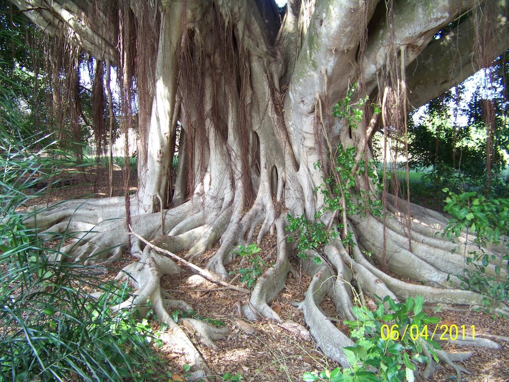 Ficus microcarpa 1b.jpg