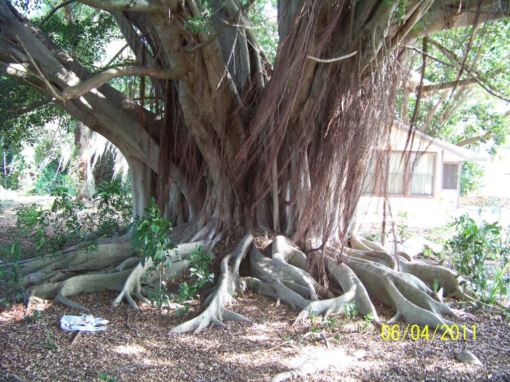 Ficus microcarpa 1c.jpg