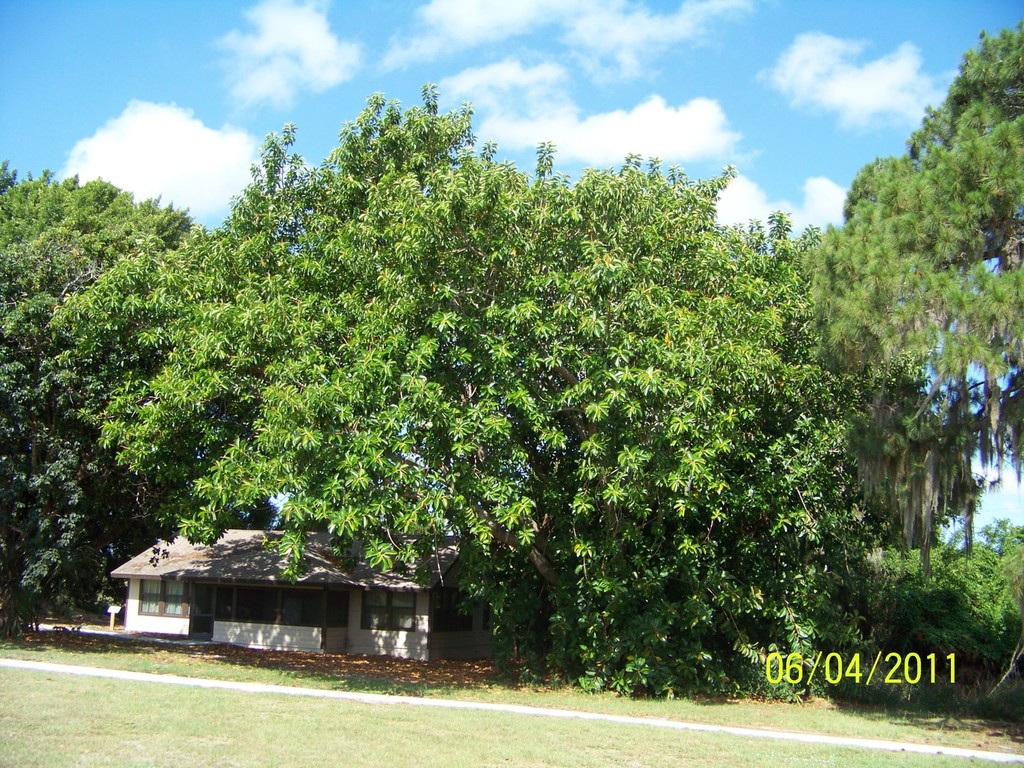 Ficus elastica.jpg