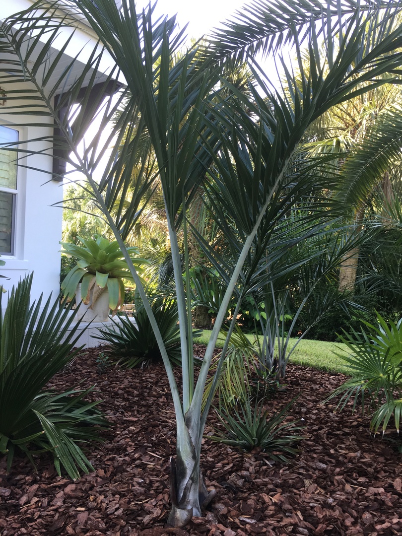 Z 9b happy palms DISCUSSING PALM TREES WORLDWIDE PalmTalk