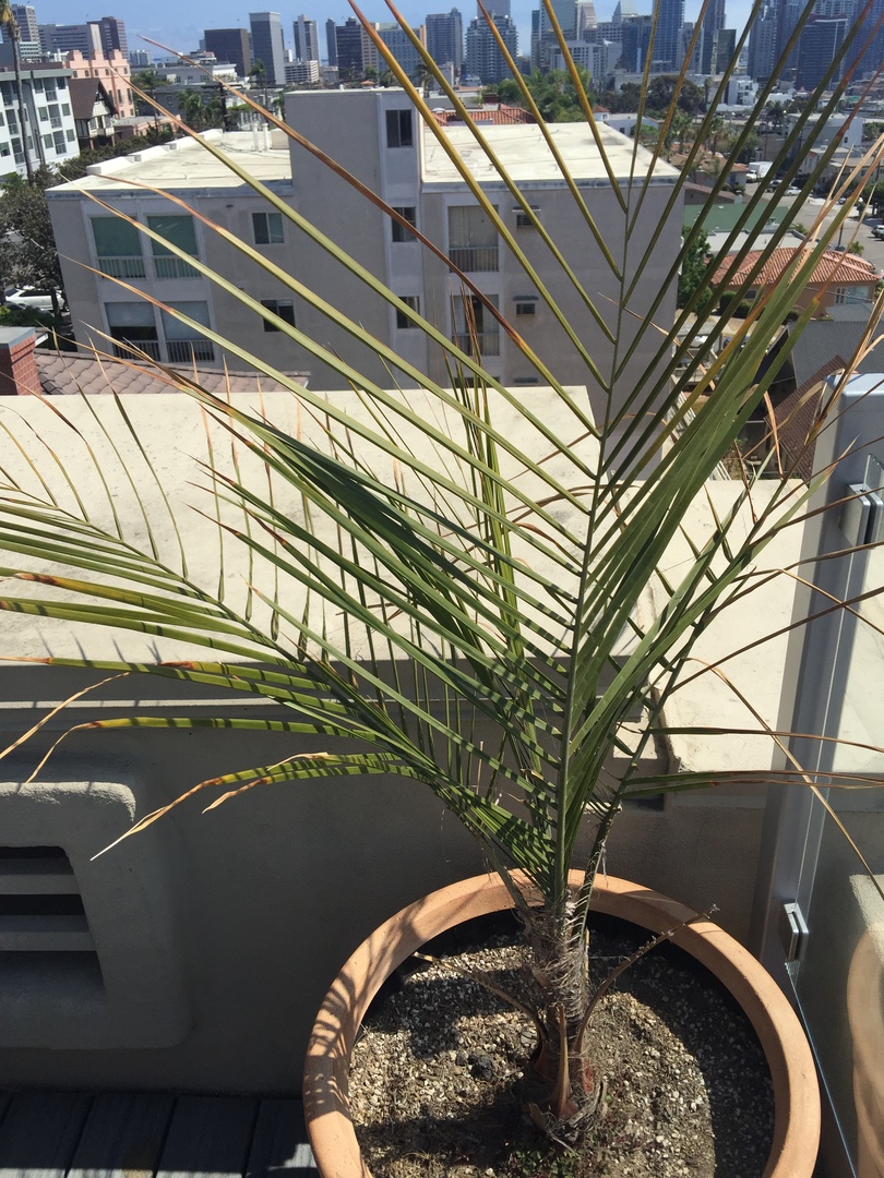 Yellowing and browning on Jubaea x Syagrus