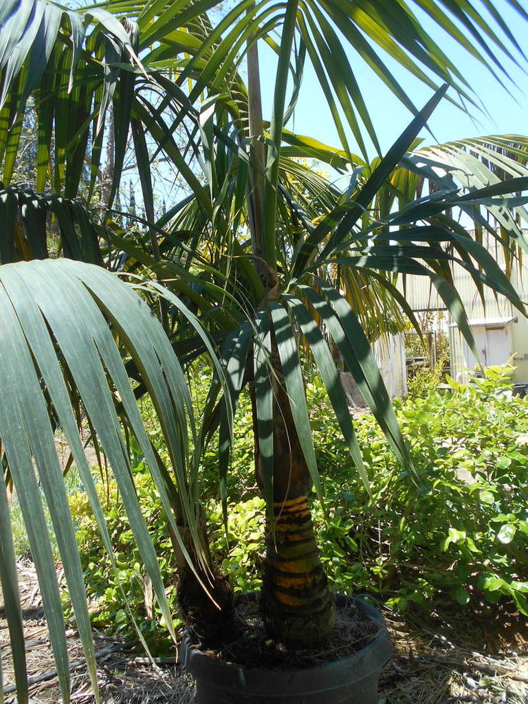 DSCN1442.JPG