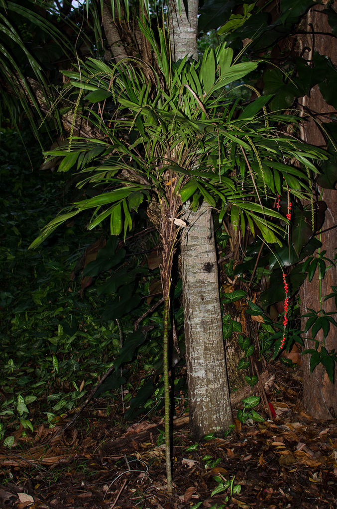 Walking Stick Palm / Linospadix monostachya DISCUSSING PALM TREES