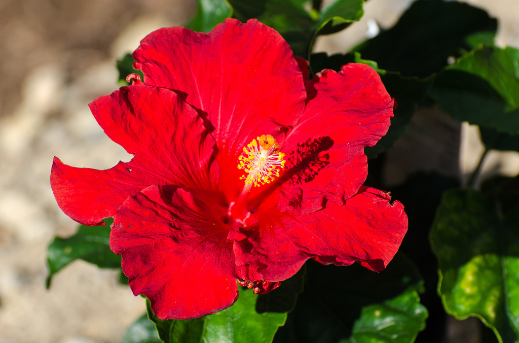 DSC_8850.thumb.jpg.cf07e11251f684bbb28f3