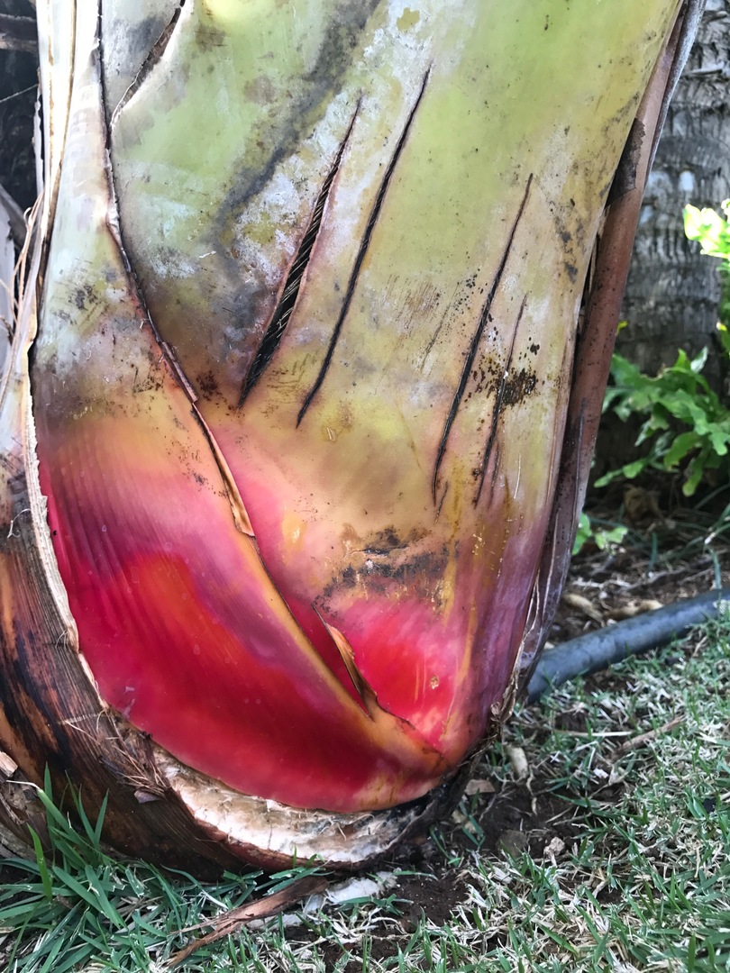 RED Ravanala madagasgarensis