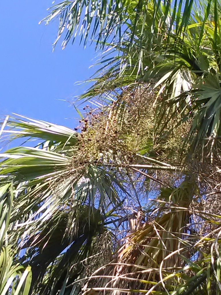 IMG_20180701_104519.thumb.jpg.eab99efa26