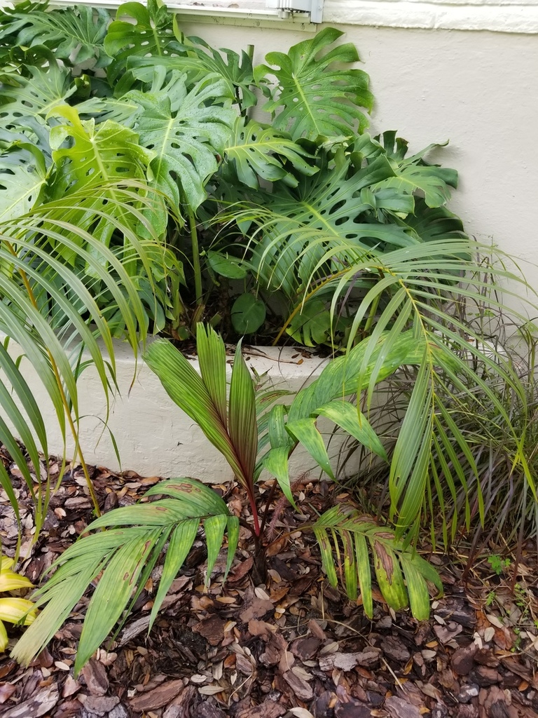 pinangacaesia2.thumb.jpg.6470eb7d86fb460