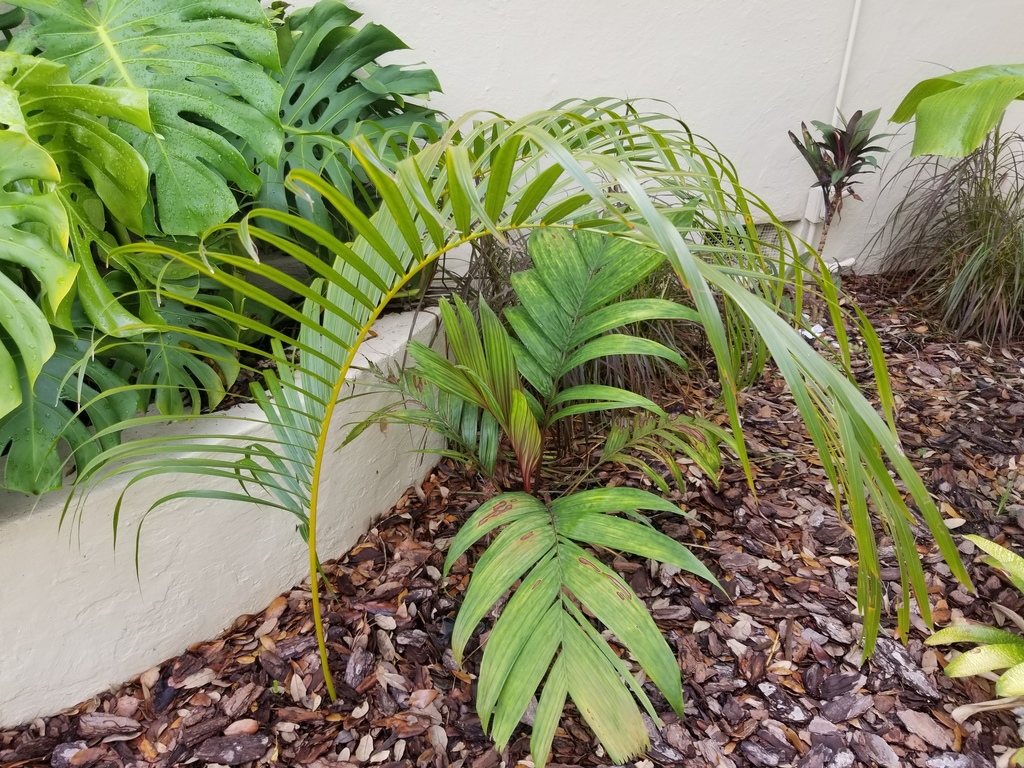 pinangacaesia3.thumb.jpg.2743c1f910a8493