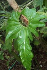 Anthurium cupulispathum