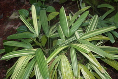 Variegated Rhapis palms