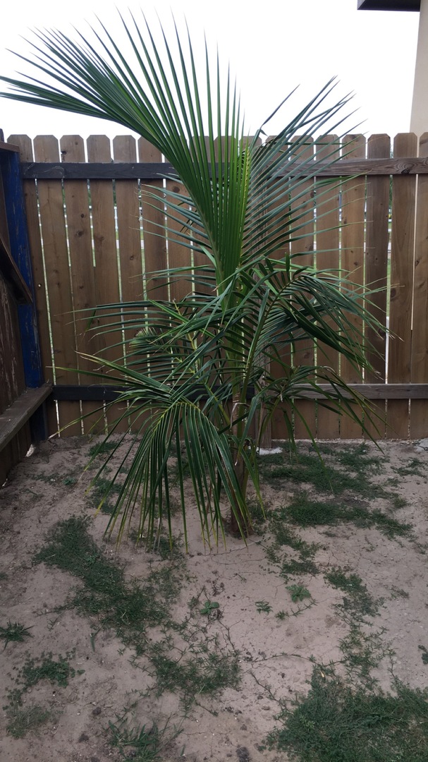 Update On Rio Grande Valley Coconuts Discussing Palm Trees Worldwide Palmtalk