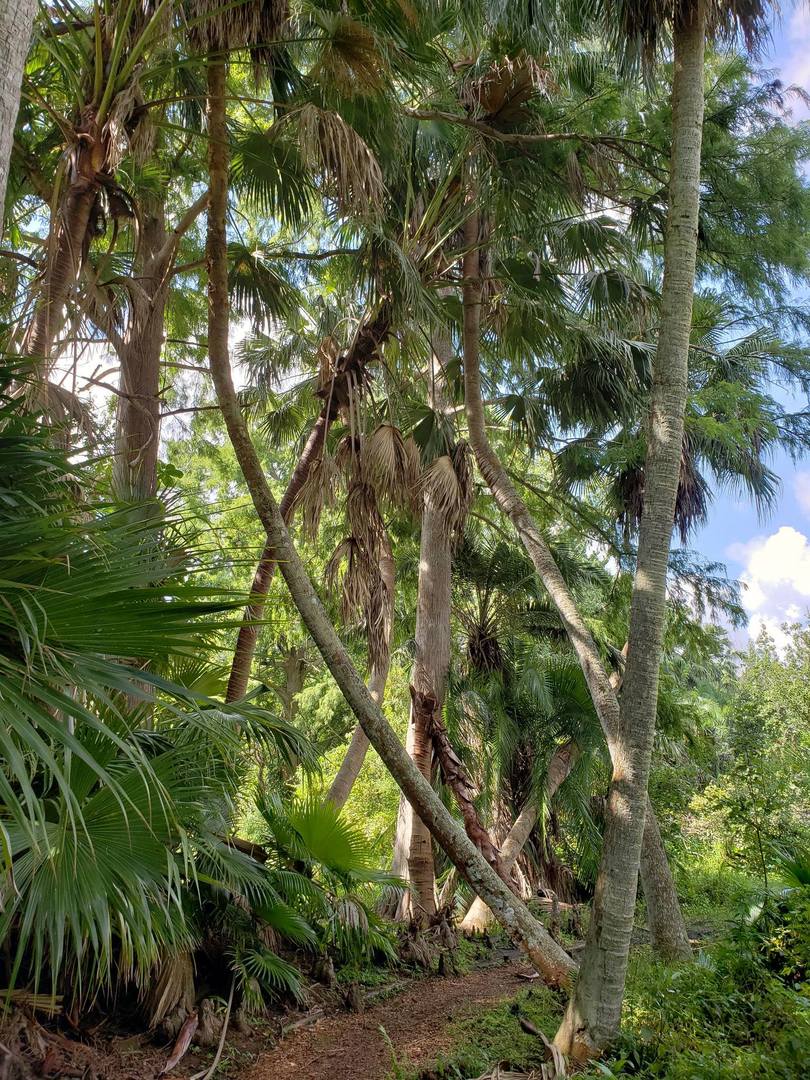 Orlando Botanical Gardens - TRAVEL LOGS - PalmTalk