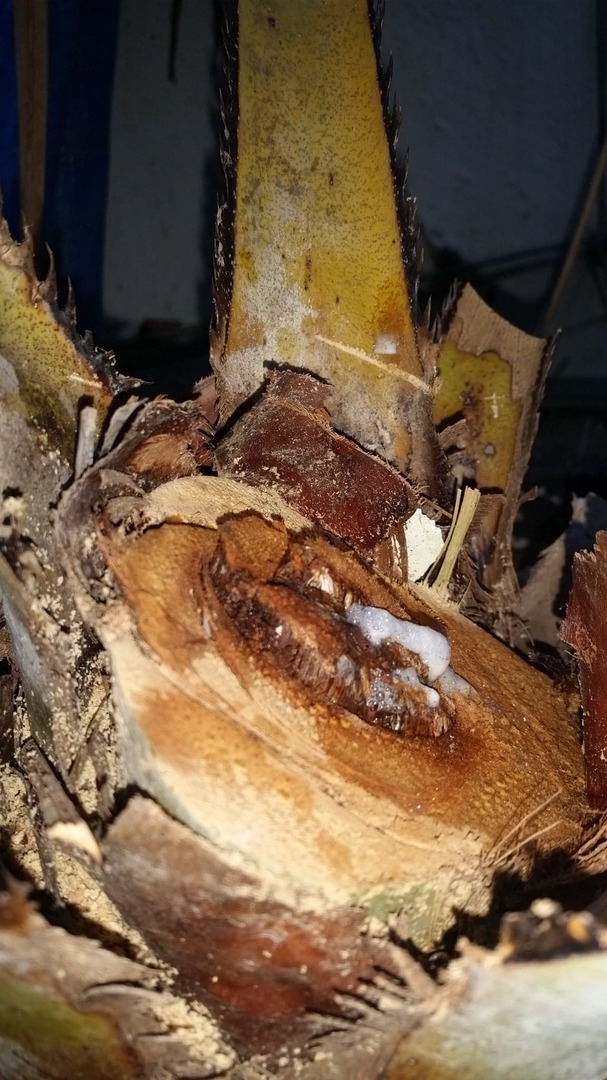 Off with its head!! OR, how to recover a palm with fungus in the crown.