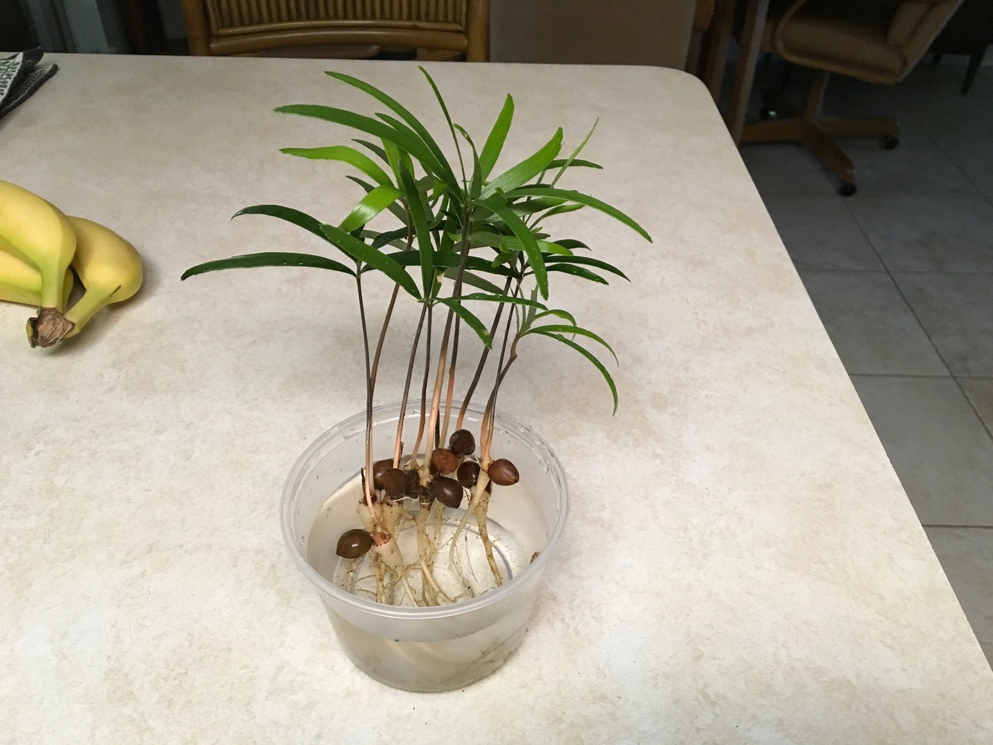 Zamia ‘Jamaican giant’ Seedlings