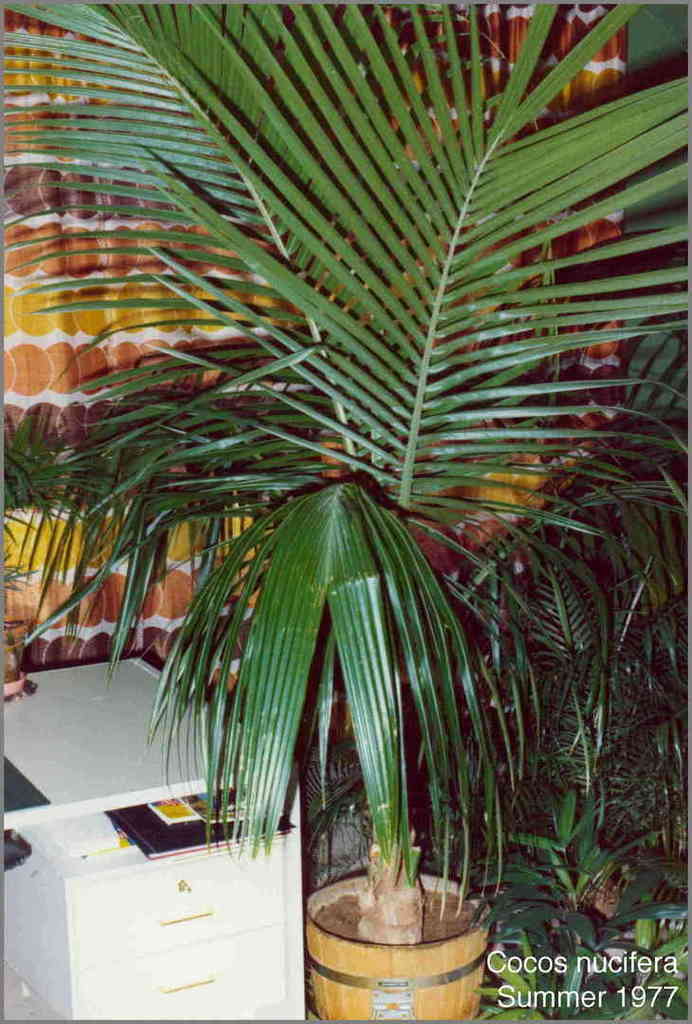 5b619254b058b_CocosnuciferaHD1977.thumb.
