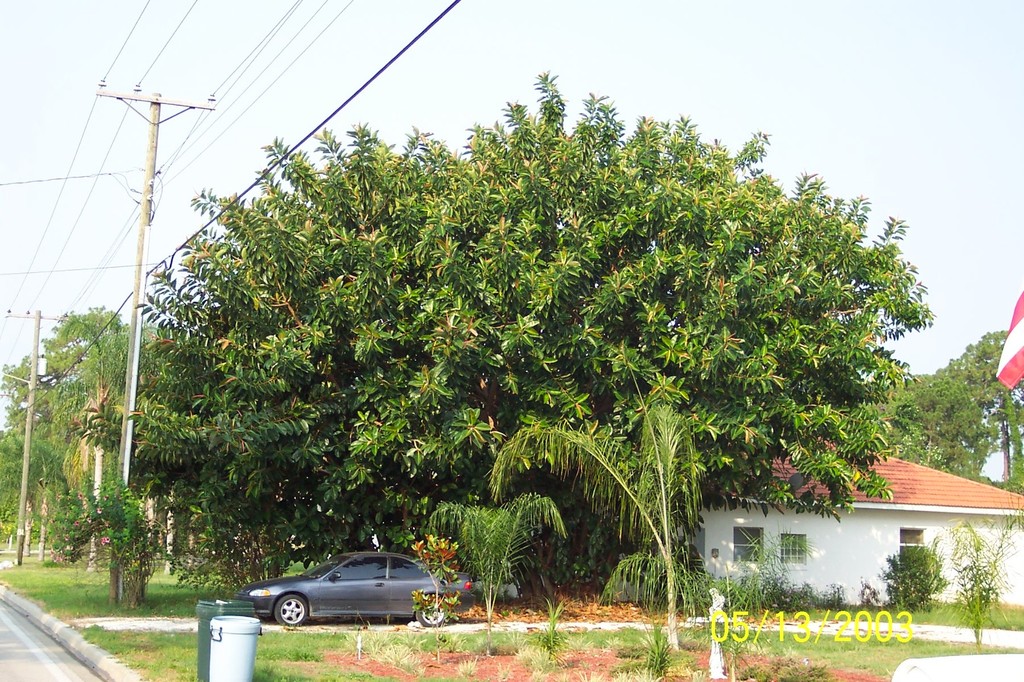 Lake effect rubber tree.JPG