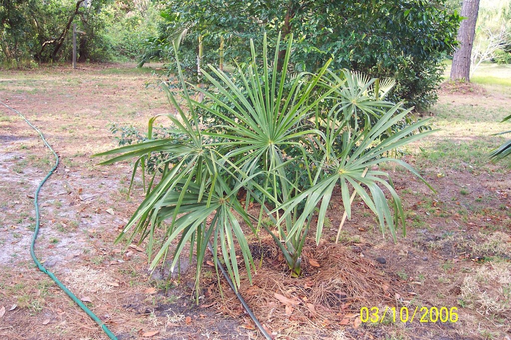 Corypha utan 3-10-06.jpg