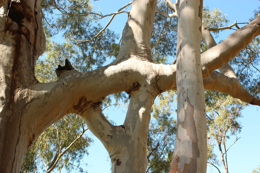 Corymbia citriodora 012.JPG