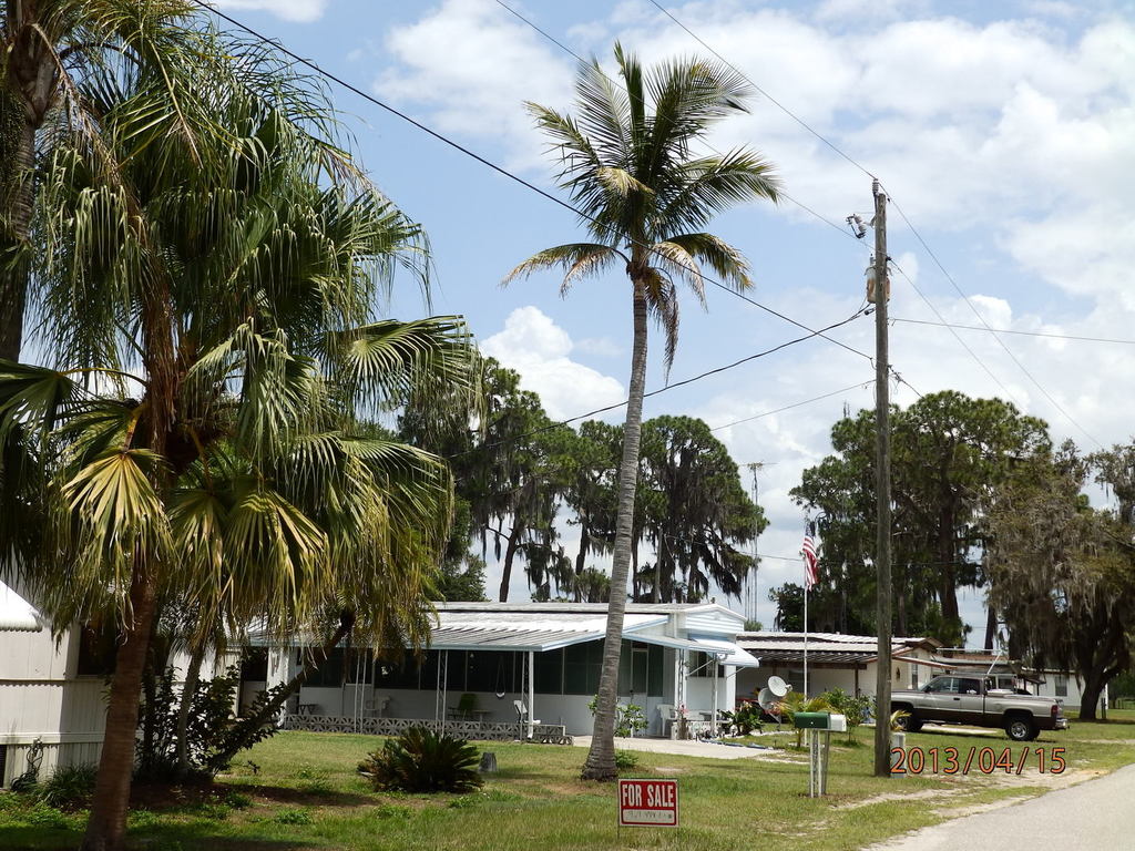 Recovering coconut palm.JPG