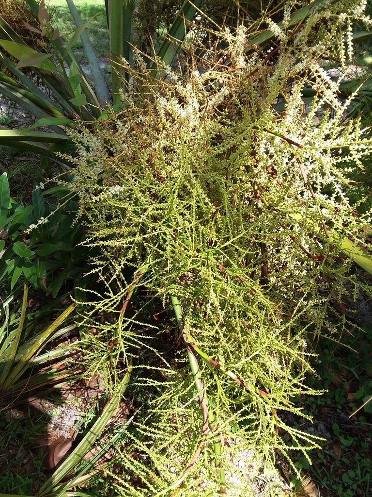 Sabal etonia flower 6-4-18.jpg