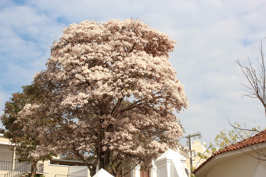 Tabebuia roseoalba 026.JPG