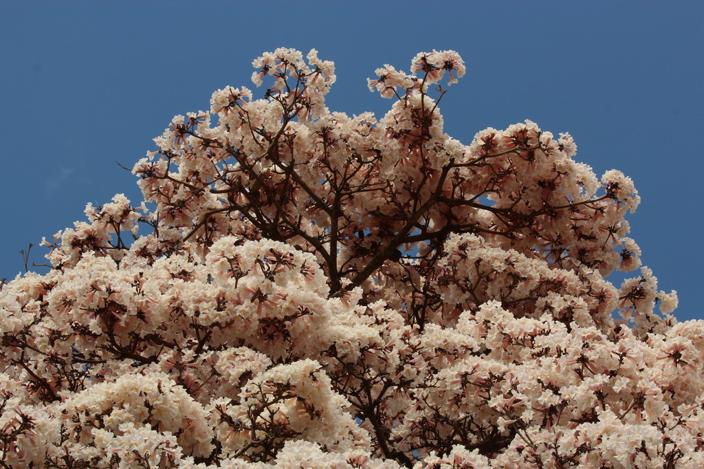 Tabebuia roseoalba 008.JPG