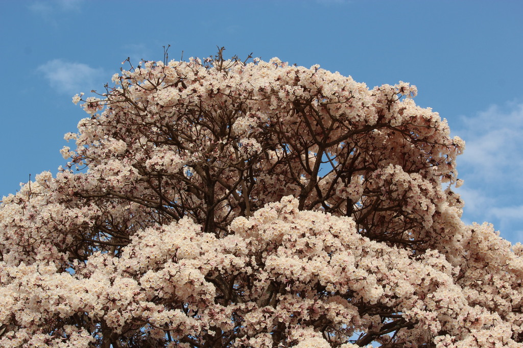 Tabebuia roseoalba 011.JPG