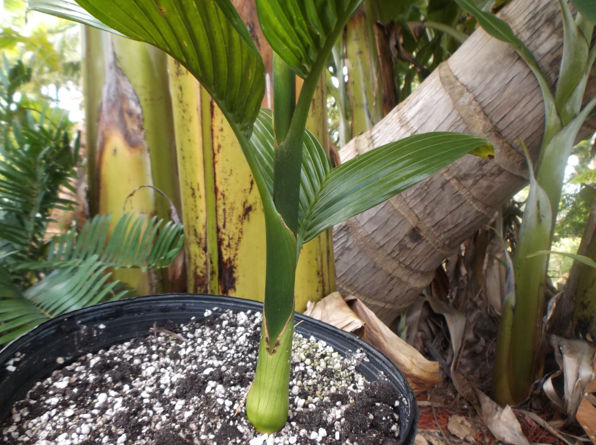 Areca catechu Dwarf 3 palms from seed in 3g pots For Sale PalmTalk