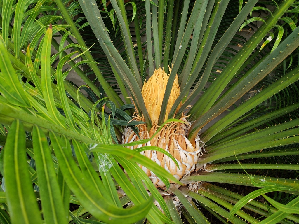 20180820_092247 Cycas thouarsii female Leucadia.jpg