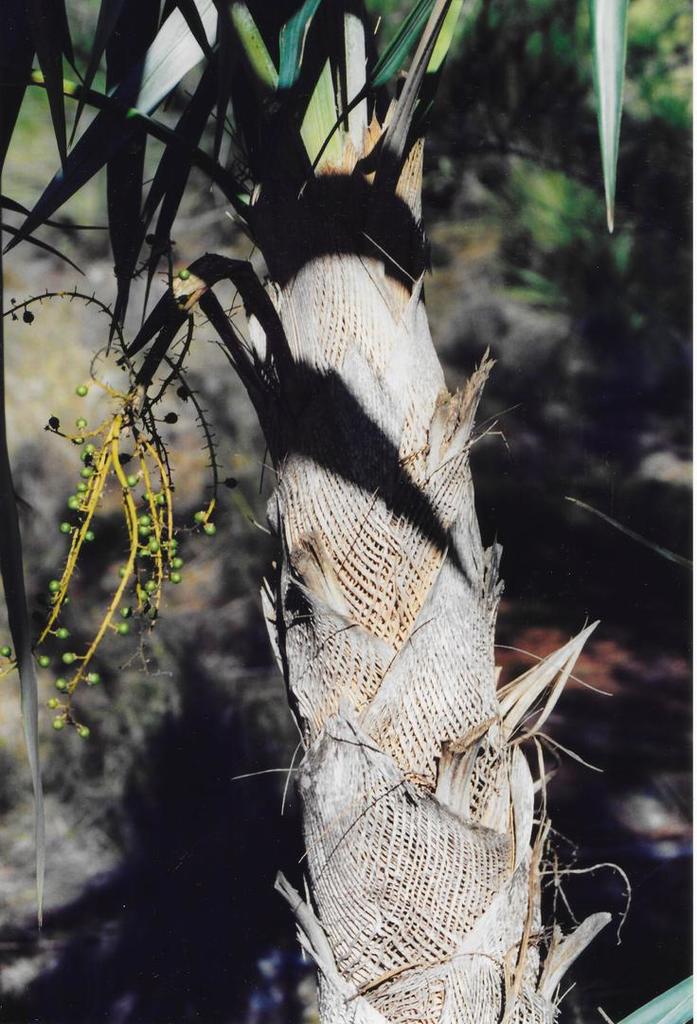 Coccothrinax macroglossa 'azul' trunk fiber.jpg