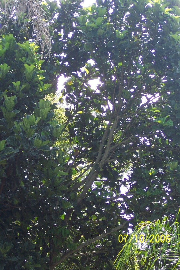 Ficus lyrata Avon Park.jpg