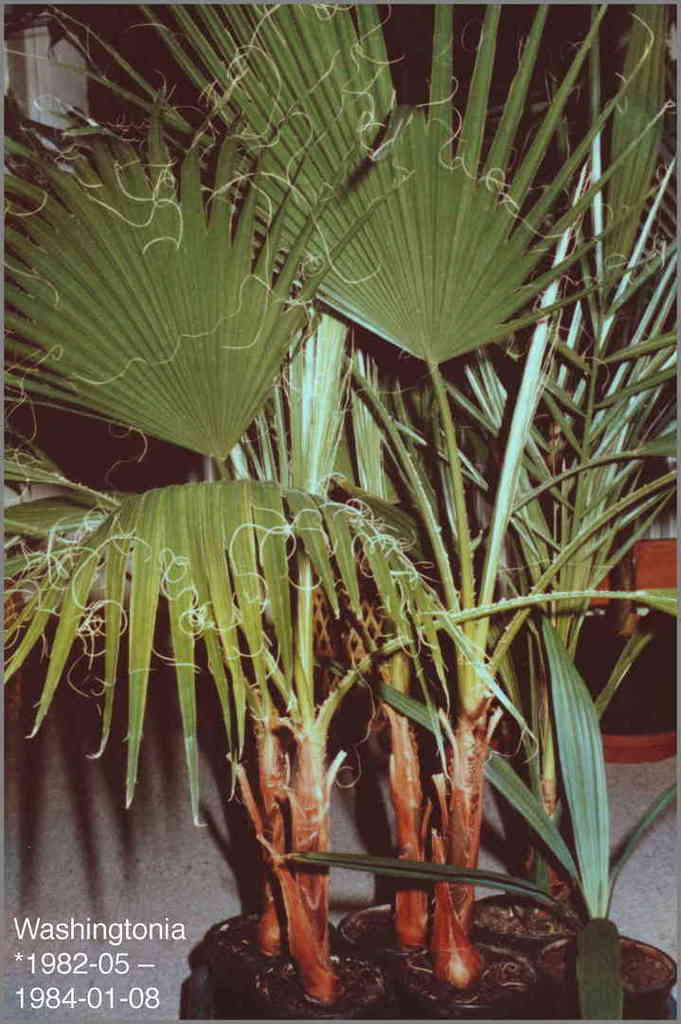 5b8573473cc05_Washingtonia1984-01-08.thu