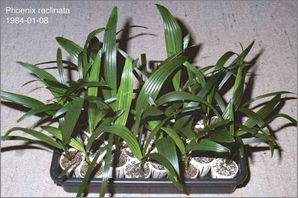 5b85be8f7a071_Phoenixreclinata84N01-0104