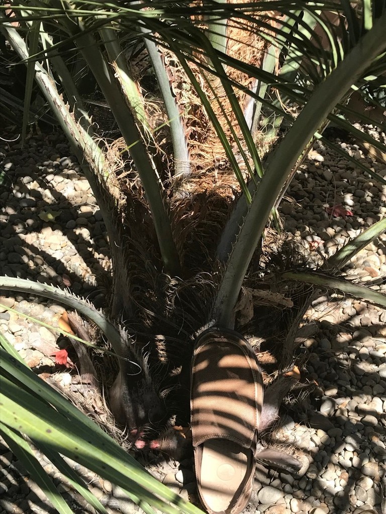 Butia 3.jpg