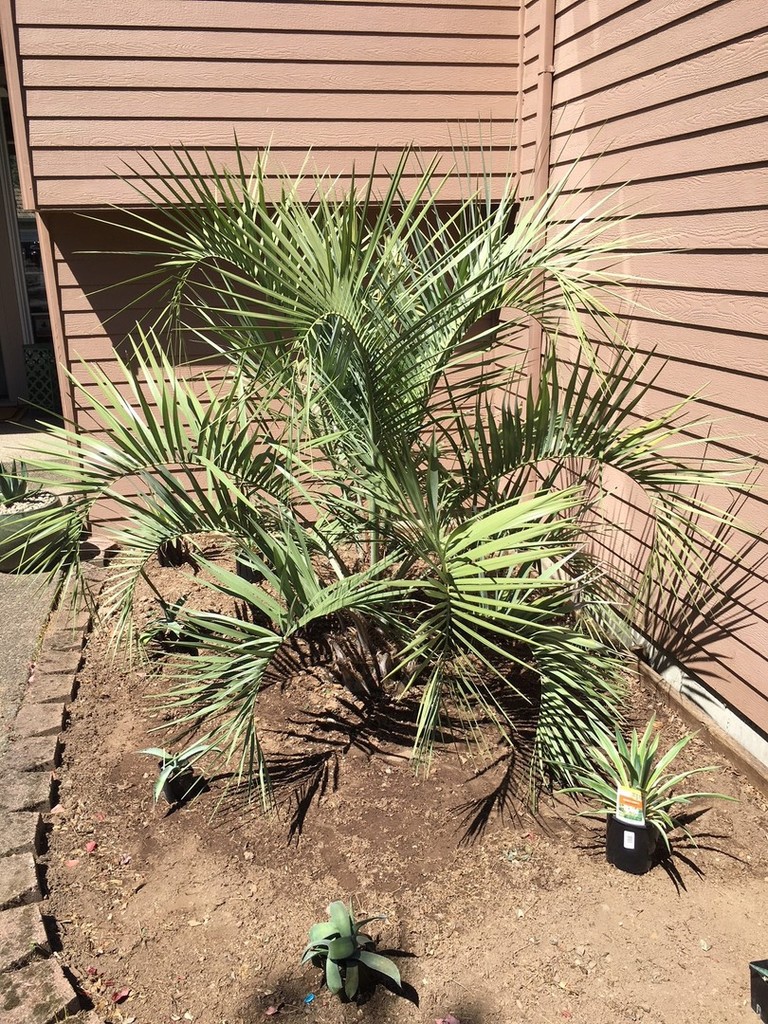Butia 5.jpg