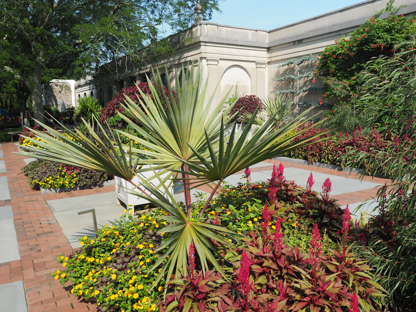 Coconut growth rate in Central FL DISCUSSING PALM TREES WORLDWIDE