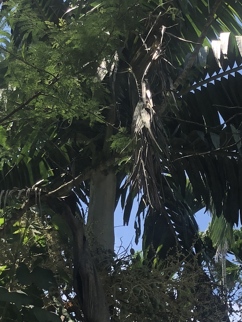 Papua New Guinea Palm ID help